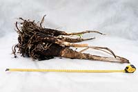 Crinum roots