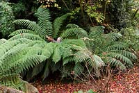 A man is packing the crown of Dicksonia Antarctica - Tree Fern - with dead leaf fronds 