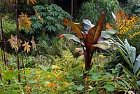 Ensete ventricosum 'Maurellii' in a bed with other foliage and flowering plants