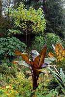 Ensete ventricosum 'Maurellii' in a garden which is situated in a steep-sided valleywith its own sheltered microclimate which permits tender exotic plants to flourish