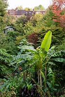 Musa sikkimensis in a sheltered microclimate which permits tender plants to flourish, views to buildings beyond