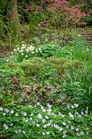 The woodland garden with Acer palmatum 'Corallinum' AGM - Maple, Anemone nemorosa 'Robinsoniana' AGM - Wood anemone, Narcissus 'Mary Copeland' and hellebores