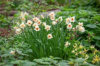 Narcissus 'Mary Copeland' - Daffodil - with Erythroniums and Geranium phaeum in the woodland garden