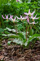 Erythronium 'Rosalind' - Trout Lily, Fawn Lily - growing in the woodland garden