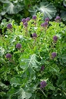 Purple sprouting Broccoli F1 Claret. Showing head that has been cropped resulting in more but smaller subsequent heads.