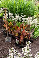 Pots of Canna 'Durban' ready for planting out in a bed surrounded by Primula 'Postford White'