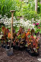 Pots of Canna 'Durban' ready for planting out in a bed surrounded by Primula 'Postford White'