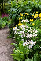 Path beside Primula 'Postford White' with Meconopsis cambrica