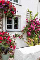 Rosa - Climbing Rose - on a house wall 