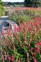 Persicaria amplexicaulis 'Firedance', beyond rustic bench and countryside