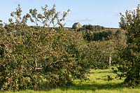 Old traditional Malus - Apple - orchard 