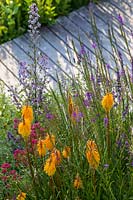 Linaria purpurea - Purple Toadflax - and Kniphofia 'Tawny King' in a bed by decking path 