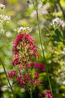 Centranthus ruber - Red Valerian