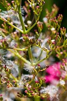 Seedhead of Centranthus ruber - Red Valerian