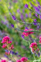 Linaria purpurea and Centranthus ruber - Red Valerian 