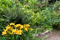 Hemerocallis 'Marys Gold' and Primula vialii in a garden border