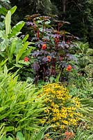 Colourful border in subtropical garden, with Ricinus communis, Canna 'General Eisenhower' and Rudbeckia. 
