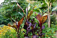 Ensete ventricosum 'Maurellii' and Ensete ventricosum 'Montbeliardii' in a garden which is situated in a steep-sided valley, with its own sheltered microclimate which permits tender exotic plants to flourish. 
