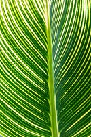 Canna 'Bethany' leaf