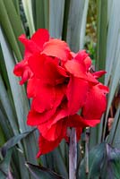 Canna 'Black Knight' in front of Phormium tenax. 