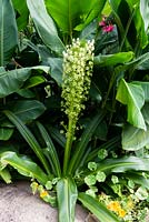 Eucomis pole-evansii - Giant Pineapple Lily
