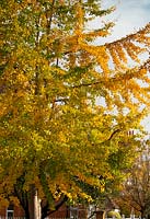 Gingko biloba - Maidenhair tree with bright yellow autumn foliage
