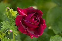 Rosa 'Falstaff' with raindrops - Rose 'Falstaff