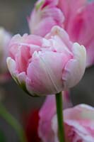 Tulipa 'Angelique' 