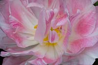 Open petals of Tulipa 'Angelique'
