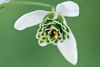 Galanthus nivalis f.pleniflorus  'Flore Pleno'  AGM  Double snowdrop  
