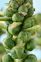 Brassica oleracea - Gemmifera Group, 'Brenden'  Brussels sprouts
