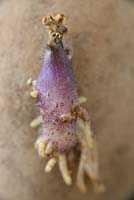 Solanum tuberosum  'Sharpe's Express'  AGM  First early potatoes  Seed potato chitting.