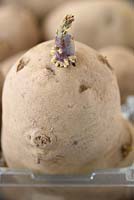 Solanum tuberosum  'Sharpe's Express'  AGM  First early potato  Seed potatoes chitting.