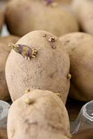 Solanum tuberosum  'Sharpe's Express'  AGM  First early potatoes.  Seed potato chitting 