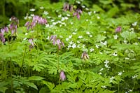 Claytonia sibirica, Dicentra formosa - Candyflower among Pacific Bleeding Heart