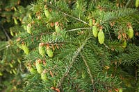 Pseudotsuga menziesii - Douglas fir