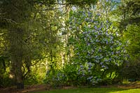 Syringa vulgaris and Pinus ponderosa - Common Lilac with Ponderosa Pine