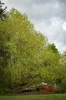 Salix lasiandra var. lasiandra - Pacific Willow