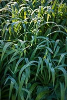 Hemerocallis cv. - Morning dew on Daylily foliage