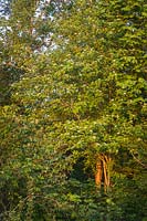 Sorbus aucuparia - European Mountain Ash at sunset