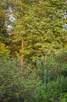 Sorbus aucuparia, Sambucus racemosa, Cornus sericea - European Mountain Ash above Red Elderberry, Red-twig Dogwood at sunset