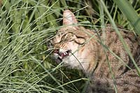 Tabby cat eating ornamental grass