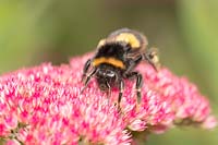 Bombus terrestris - Buff-tailed bumblebee  on Sedum