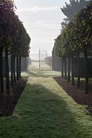 Alnus cordata - Italian Alder - avenue, view along grass path to ornate gate 