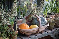 Harvested Squash in trug on greenhouse staging with potted plants