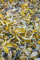 Juglans regia - Common Walnut - frosted fallen leaves