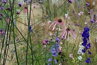 See-through border with Echinacea pallida, Verbena bonariensis, Consolida ambigua 'Giant Imperial Mixed', Gaura 'Whirling Butterflies, Dianthus carthusianorum