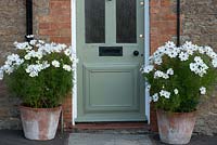Cosmos bipinnatus 'Sonata White' in pots either side of a front door