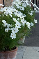 Cosmos bipinnatus 'Sonata White' in pots
