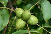 Juglans regia - Walnut - edible nuts ripening on tree